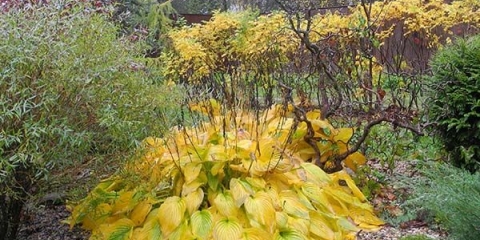 Ostavite u jesen i pripremite domaćine za zimu